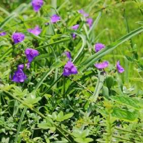 紫露草1